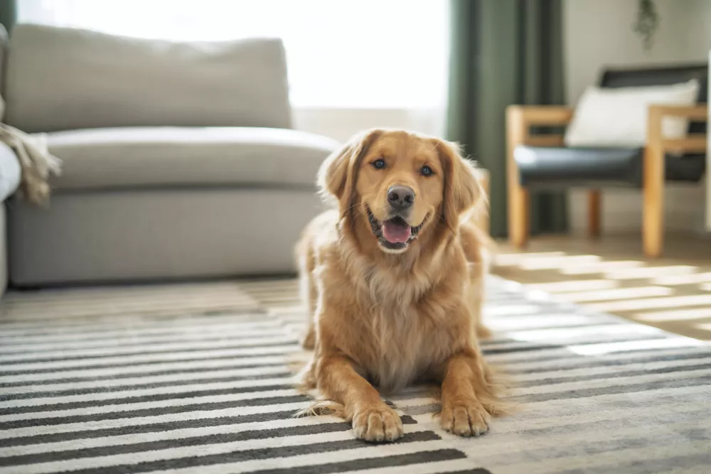 Smiling golden retriever lying on a striped rug in a bright living room.